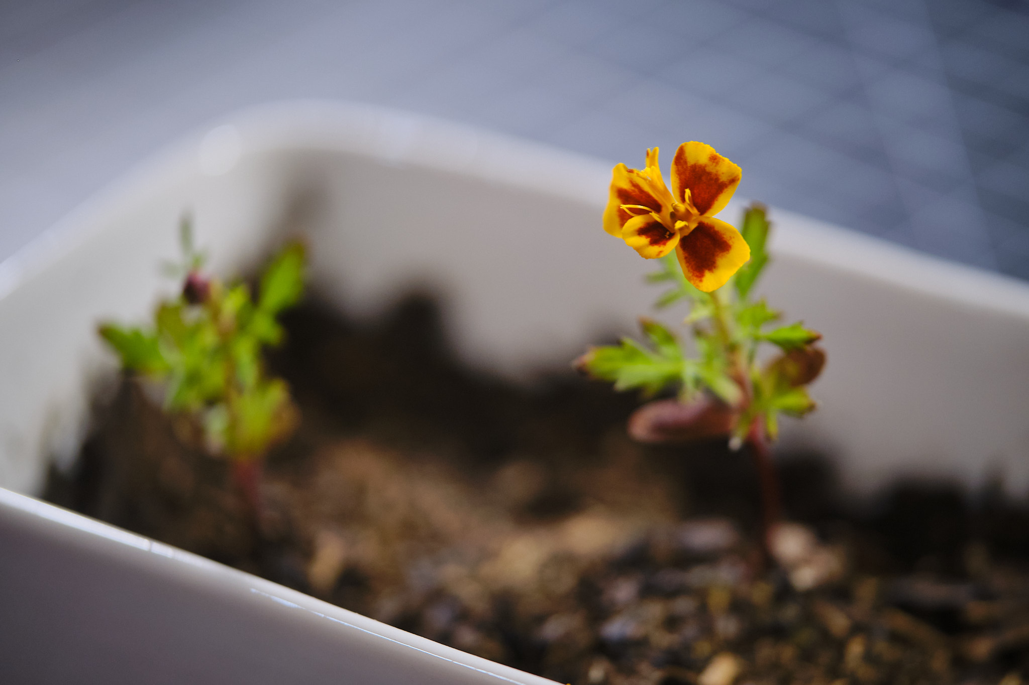 A golden marigold's bloom that is a few days old