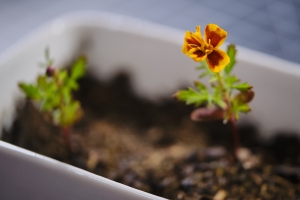 A golden marigold's bloom that is a few days old