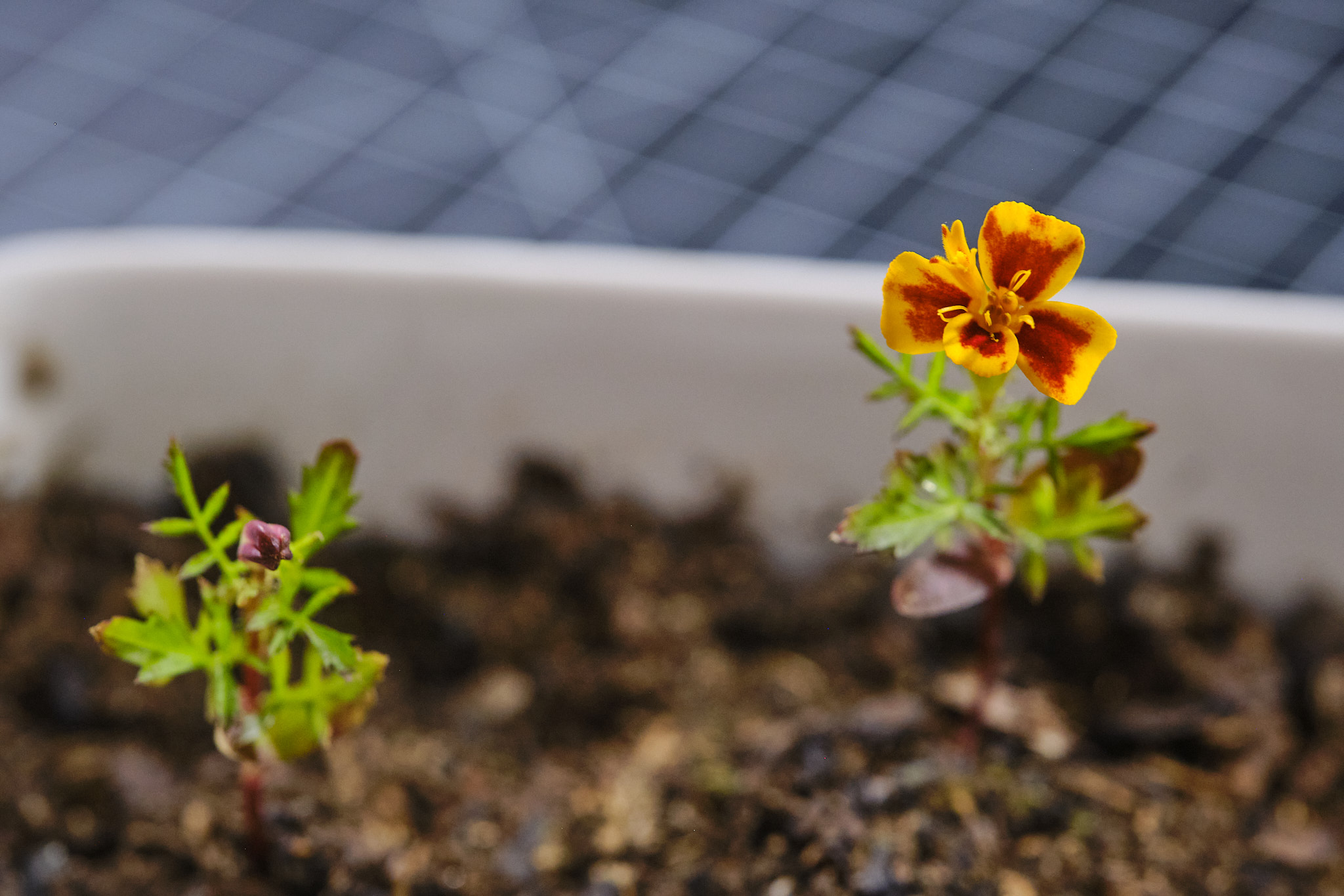 Another angle of my golden marigold