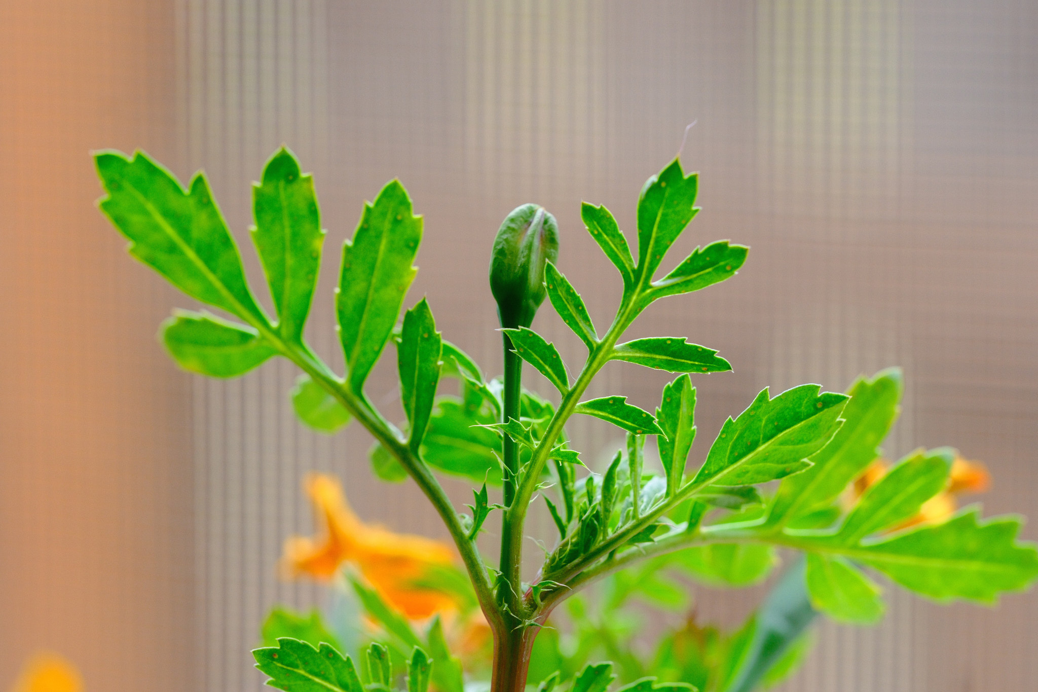 a growing marigold bud with leaves sprouting around it and a few faint marigolds growing in the background