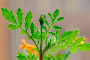 a growing marigold bud with leaves sprouting around it and a few faint marigolds growing in the background