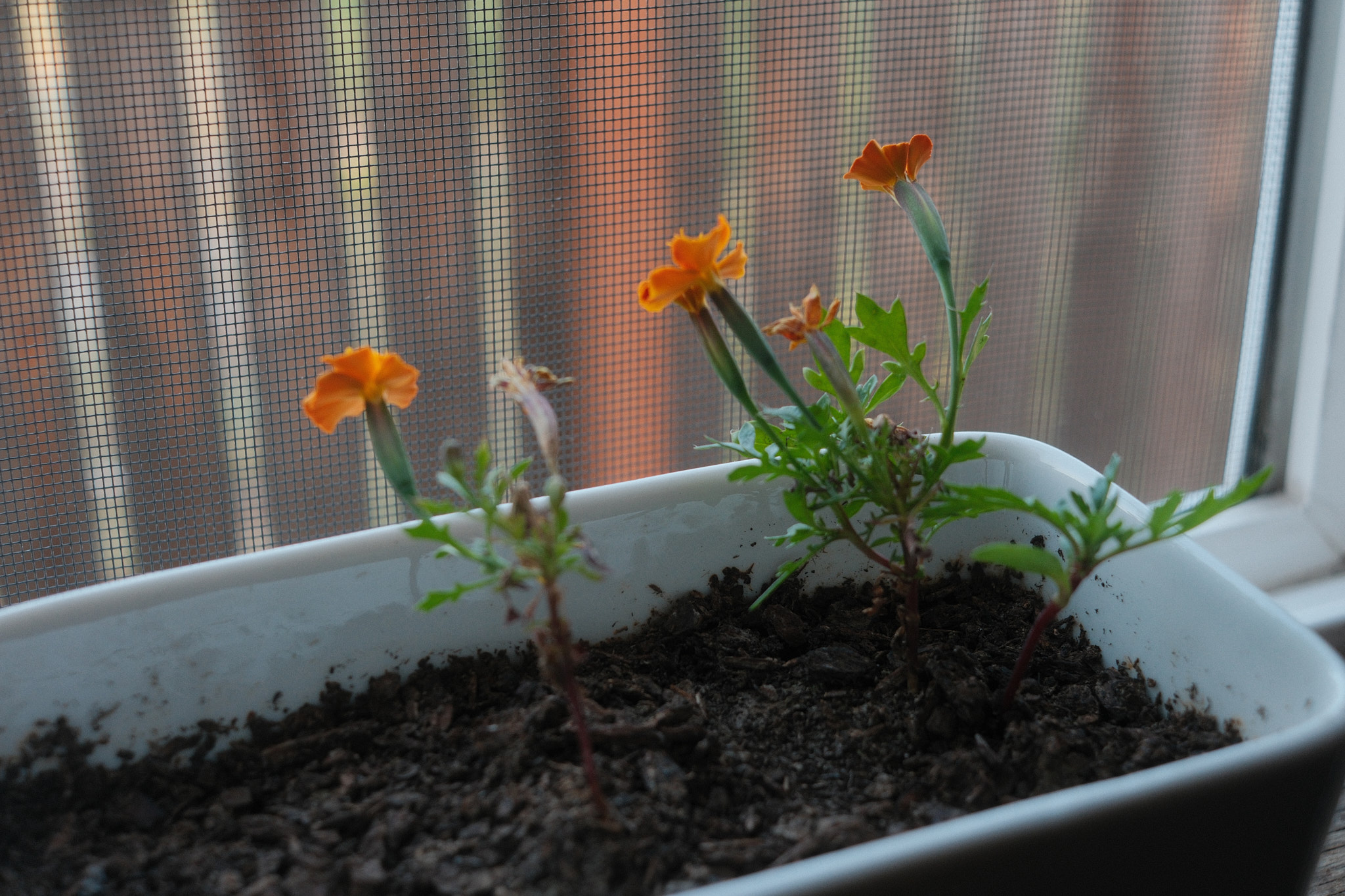 A planter sitting on a windowsill facing a window and a bunch of marigolds blooming