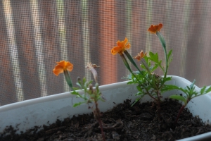 A planter sitting on a windowsill facing a window and a bunch of marigolds blooming