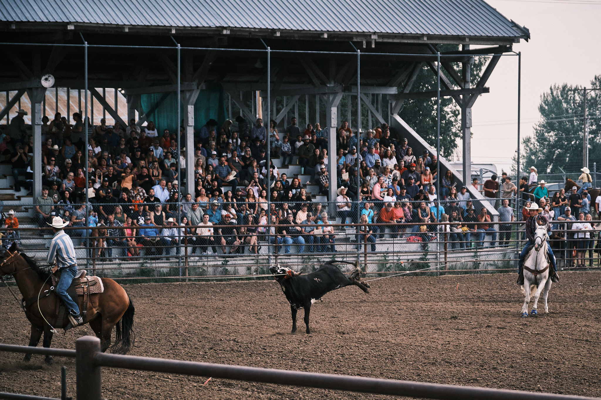 Two cowboys hogtie a bull